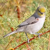 Verdin